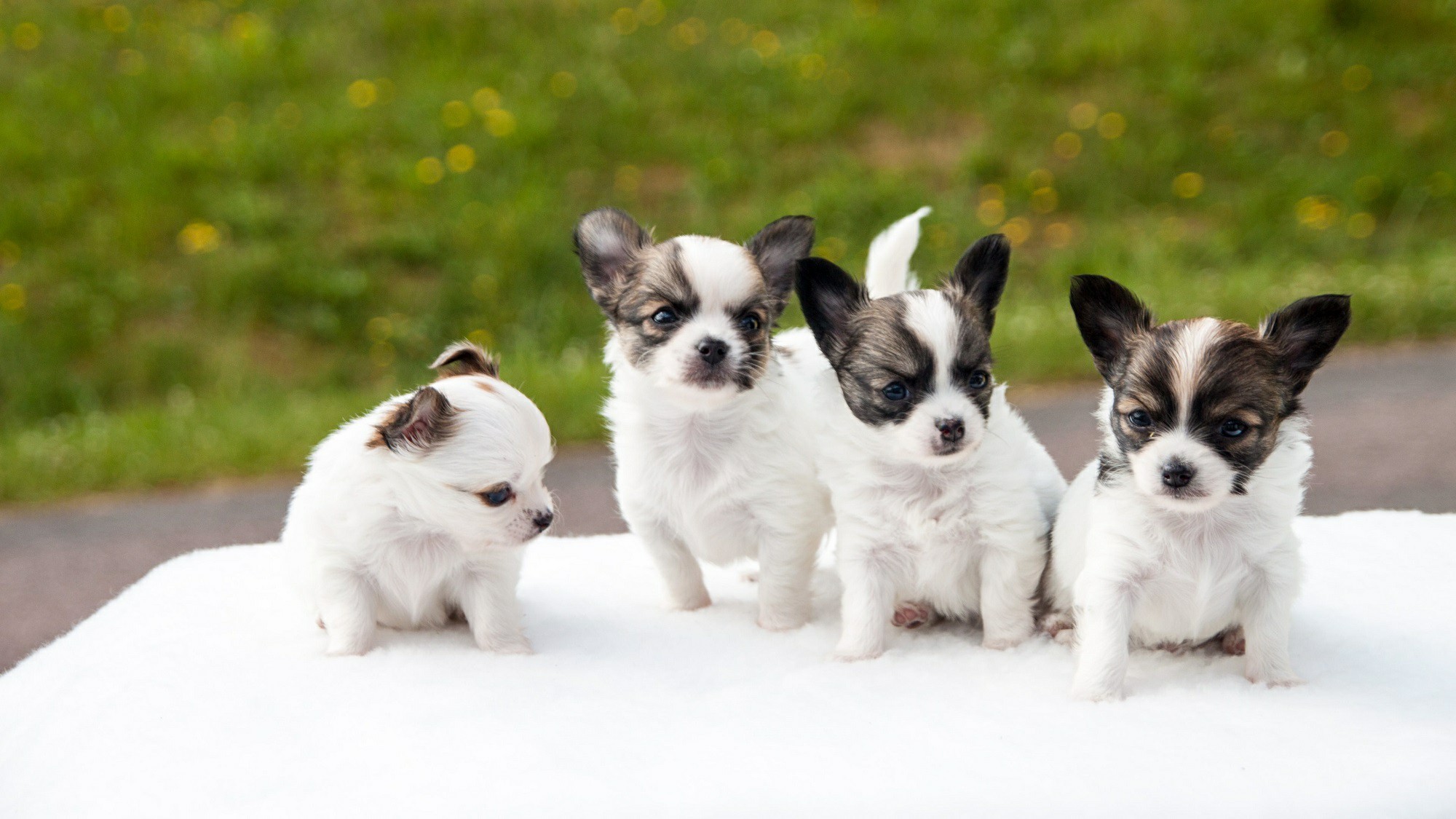 Cheap chihuahua near me, affordable chihuahuas, chihuahua puppy cost, chihuahua less cost, chihuahua small price